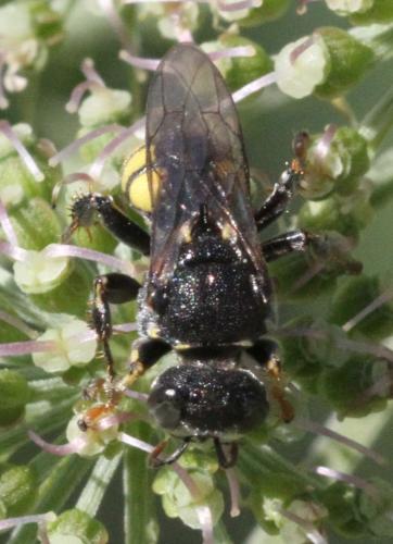 Oxybelus mucronatus